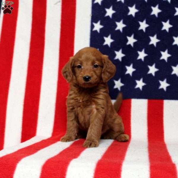 Perchinie, Mini Goldendoodle Puppy